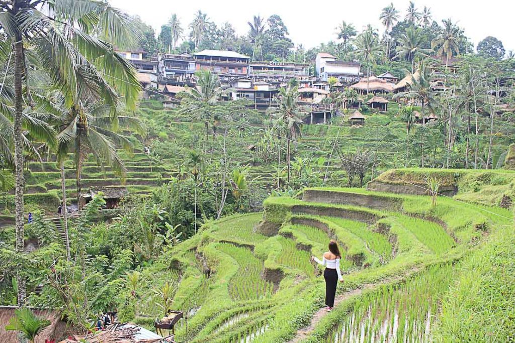 Arrive early in the morning at Tegalalang Rice Terraces to avoid the crowds and get the perfect shot.