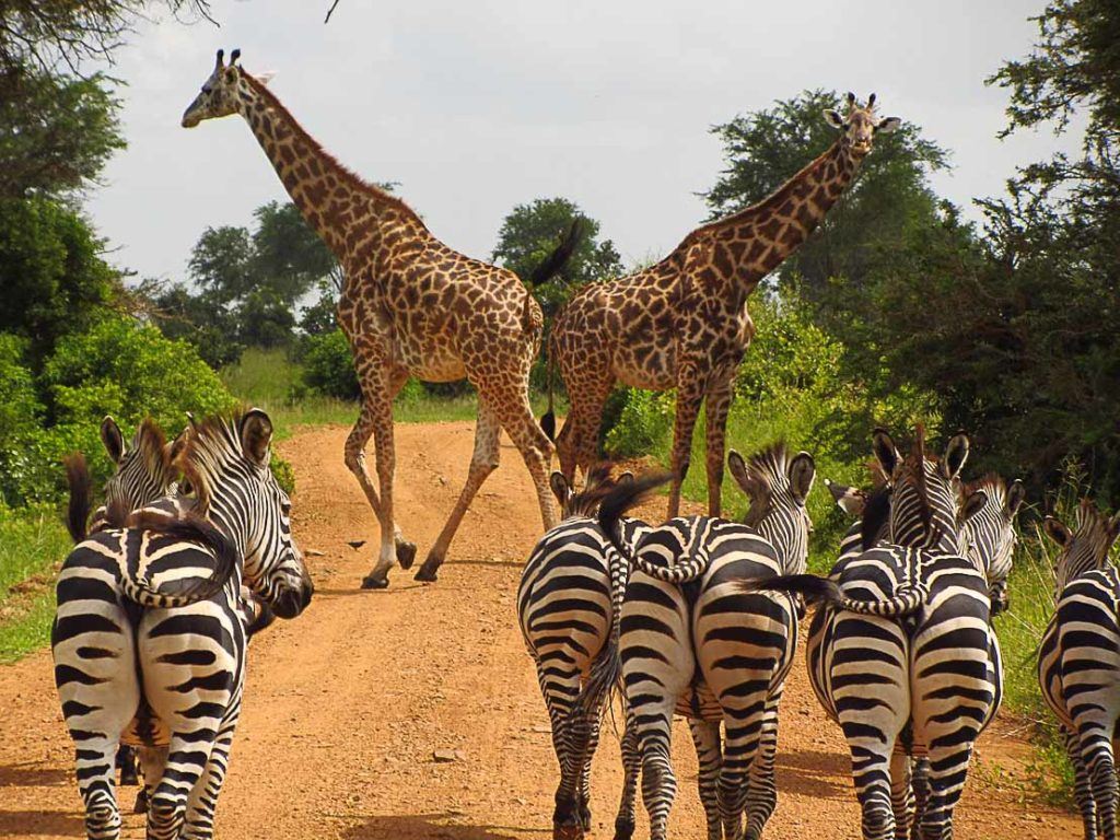 Giraffes and zebras are just two of the many wild animals you can admire in Tanzania.