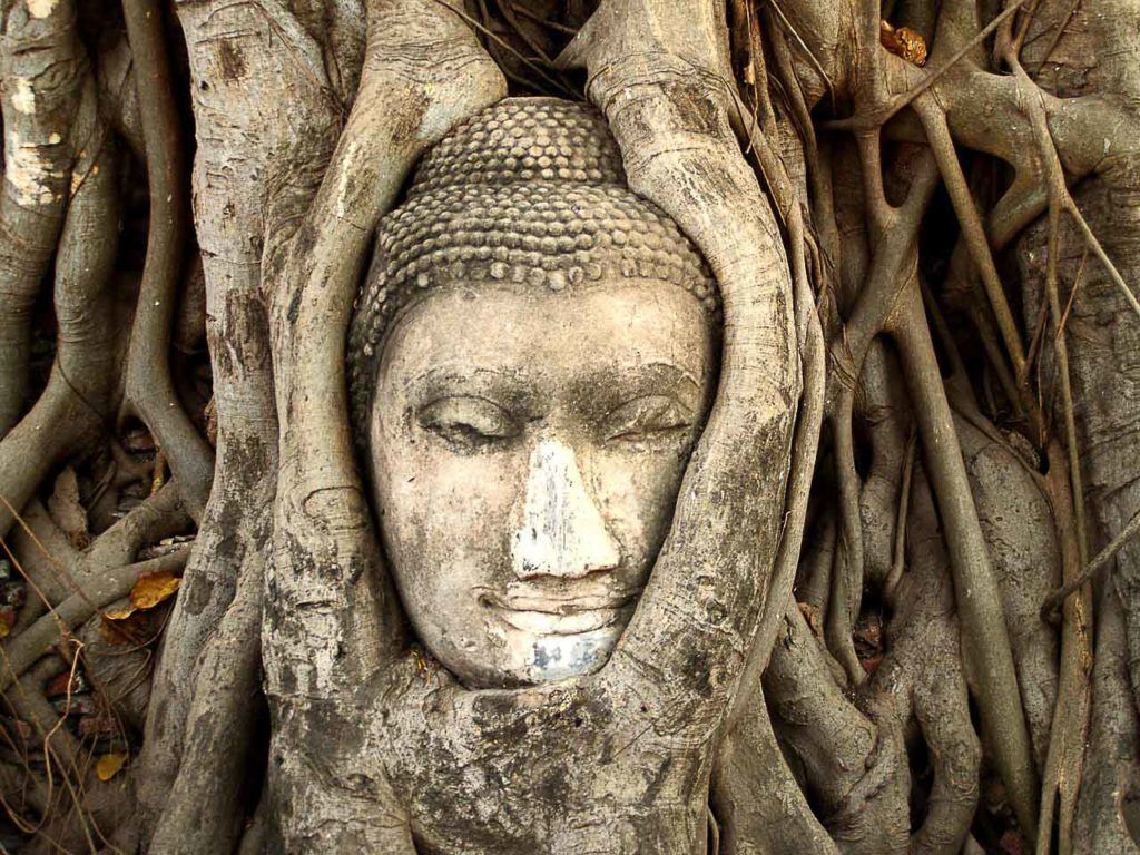 The best day tour to Ayutthaya must have a stop yo see the head of Buddha wrapped in a Bodhi tree.
