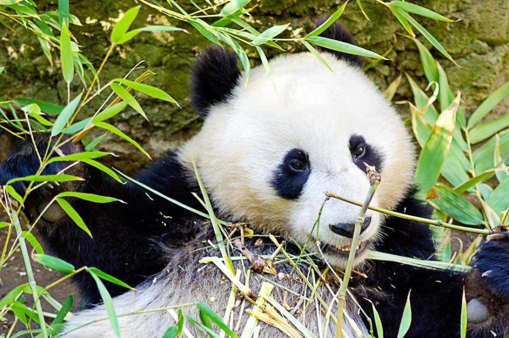 A cute baby Panda bear eating bamboo. We have covered all San Diego travel costs in this complete guide to make your California trip budget planning much easier. 